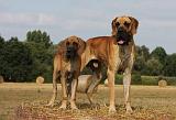 DOGUE ALLEMAND 287